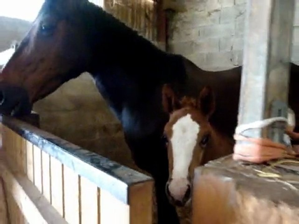 un petit poulain est né !!!  il a 1 mois !!