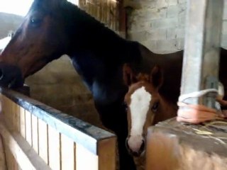 un petit poulain est né !!!  il a 1 mois !!