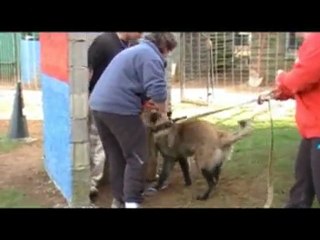 entrainement ring  rogeville