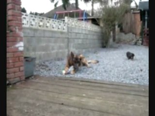 Daï, le chien ouvreur de bouteilles