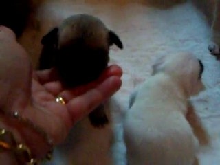 bébés d'Alegria à 20 joursz (3 semaines) 001