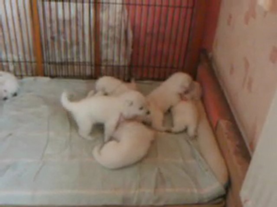 les chiots a 14 jours de leurs naissance court poil