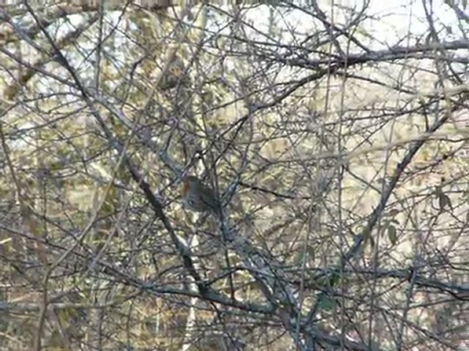 Rouge-gorge chantant à la fin de l'hiver (Erithacus rubecula)