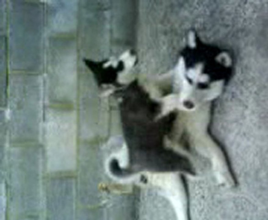 Erkan et kenya , mes huskys siberien!