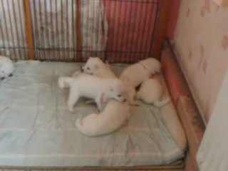Les chiots a 23 jours douschka 001