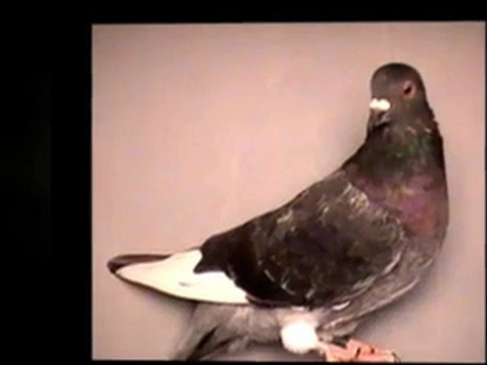 Pigeon Pals Racing Club Daily Results 247