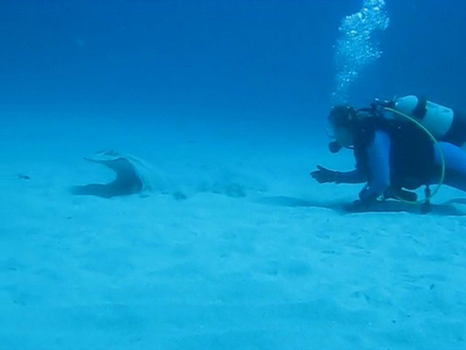 Raie Pastenague et Micheline