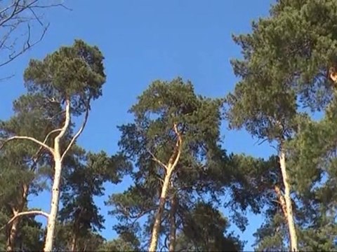 Запах весны