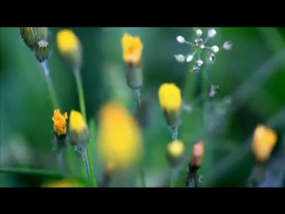 une minute dans mon jardin