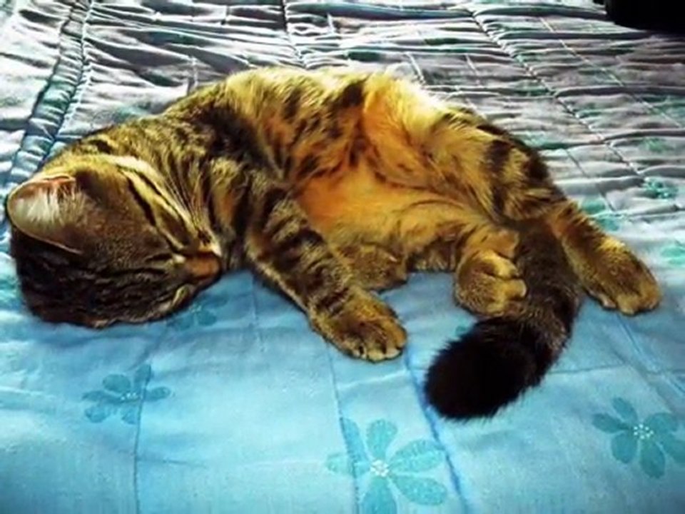 Clip de chats