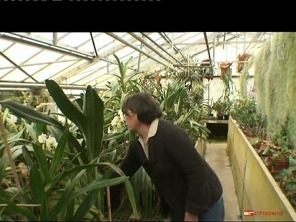 1 -2010 Virginie Guiton-Agneray - L'homme aux orchidées -
