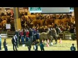 montage chevaux bretons au salon de l'agriculture 2010