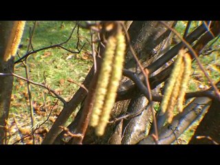 Promyk wiosny (Spring-sing-time)