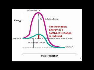 Make The Connection: Enzymatic Activity, Dr. Andriani
