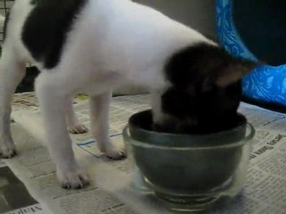 Beagle-Meyer Eating Foods