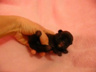 Chiot male cravate blanche