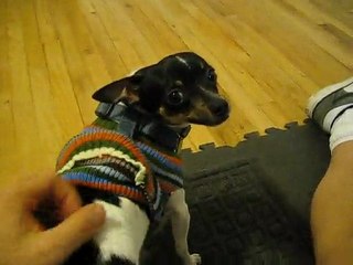 This is Beagle-Meyer at 8 months