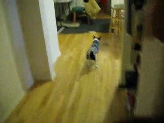 A friendly game of toss with Beagle-Meyer