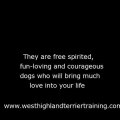 West Highland Terrier Training