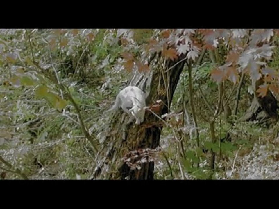 Printemps, Été, automne, hiver et.... printemps amv full ver