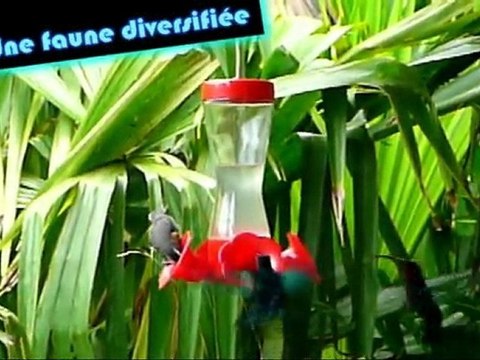 Petit tour d'horizon martiniquais! A ne pas manquer!