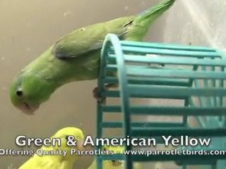 Parrotlets For Sale American Yellow & Green Male Parrotlet