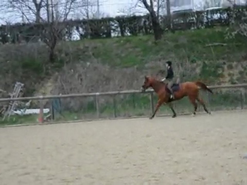 Oxer (séance obstacle du 21 mars 2010)