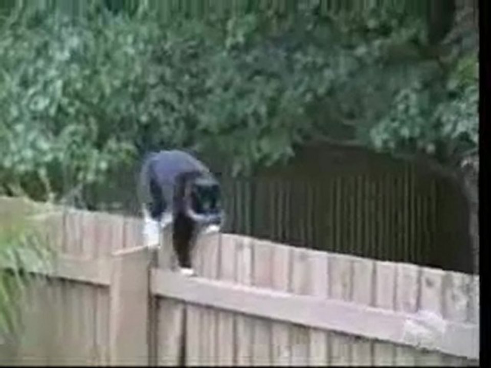 Les chats