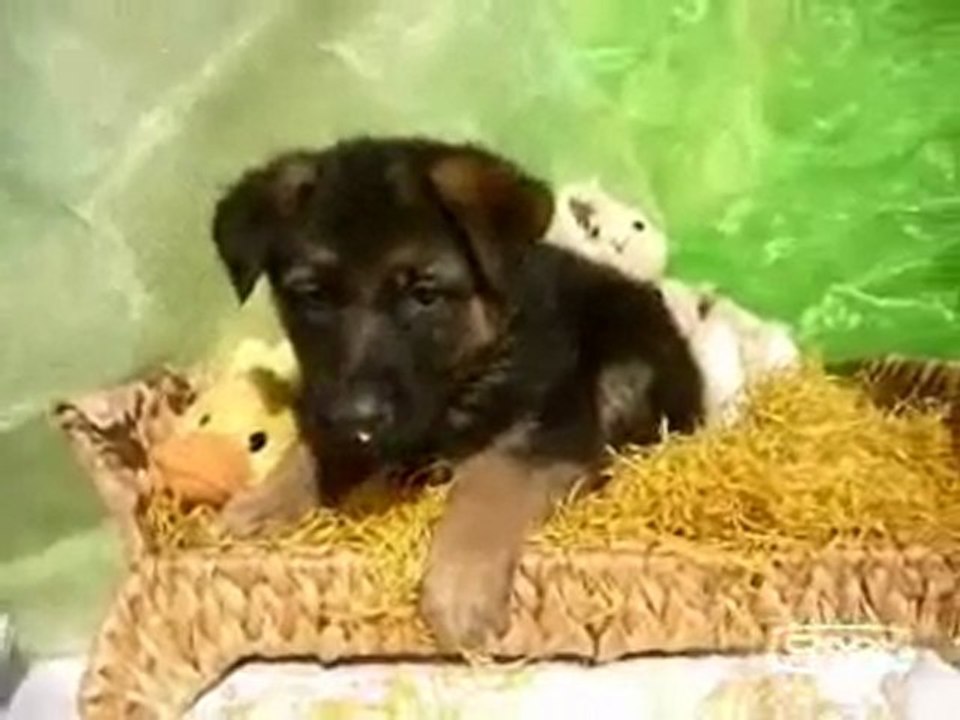 Duitse Herder pups beschikbaar maart 2010