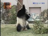 Il panda cade dal ramo e si infuria