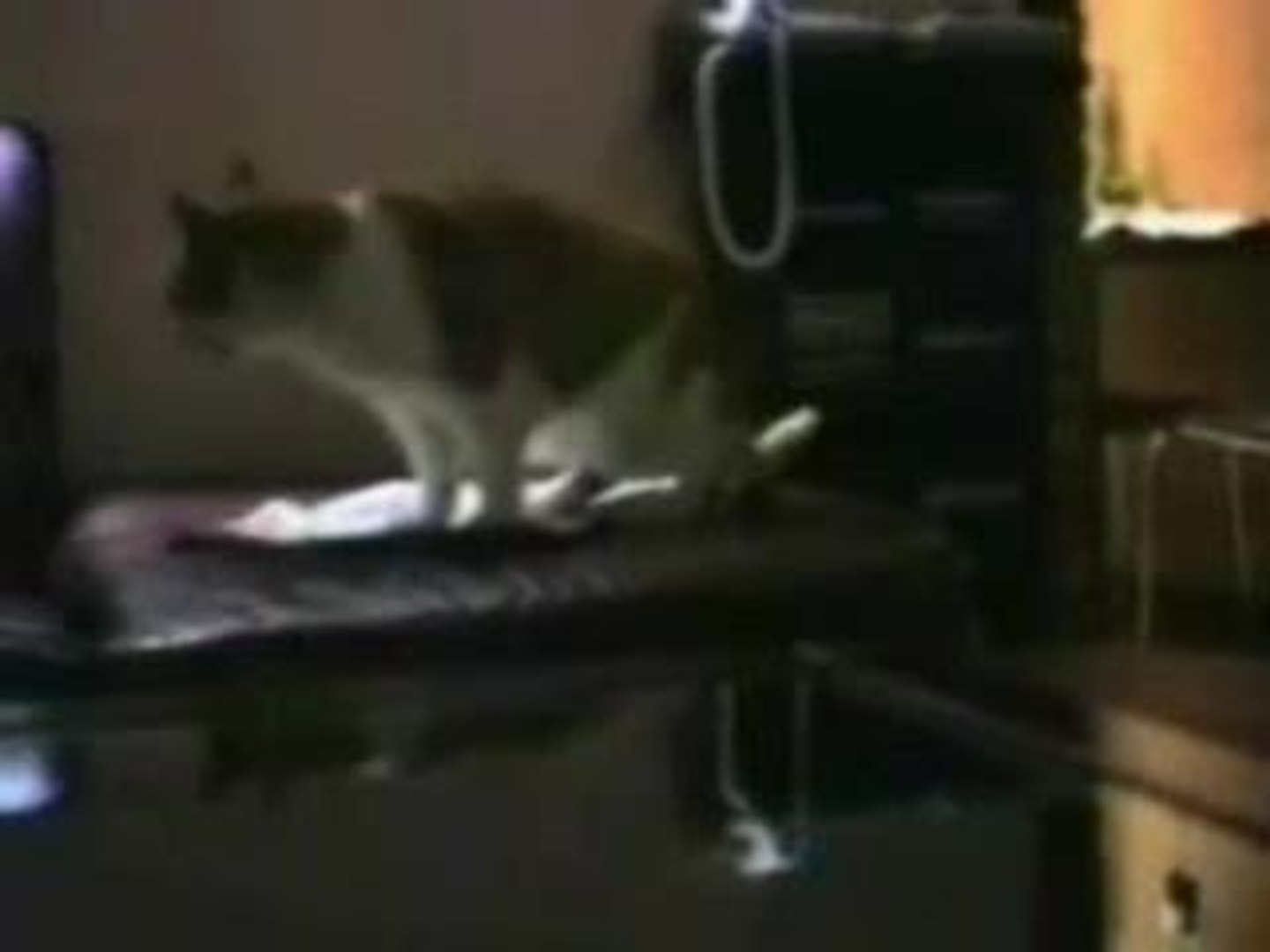 Chats Qui Parlent Video Dailymotion