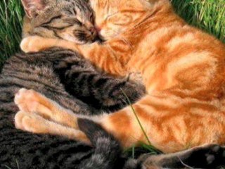 Don't Let Us Get Sick Mewsic Video