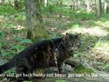 Honky Cat: A Mewsic Video
