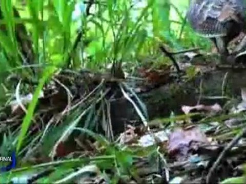 Vendée nature : Les films en compétition (Les landes-Génusson)