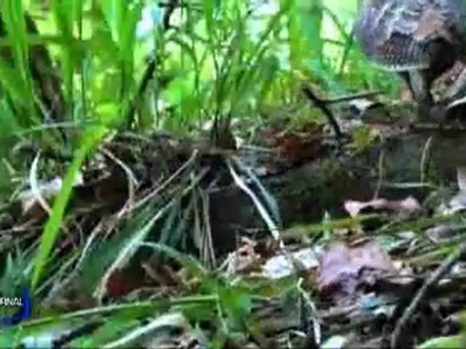 Vendée nature : Les films en compétition (Les landes-Génusson)