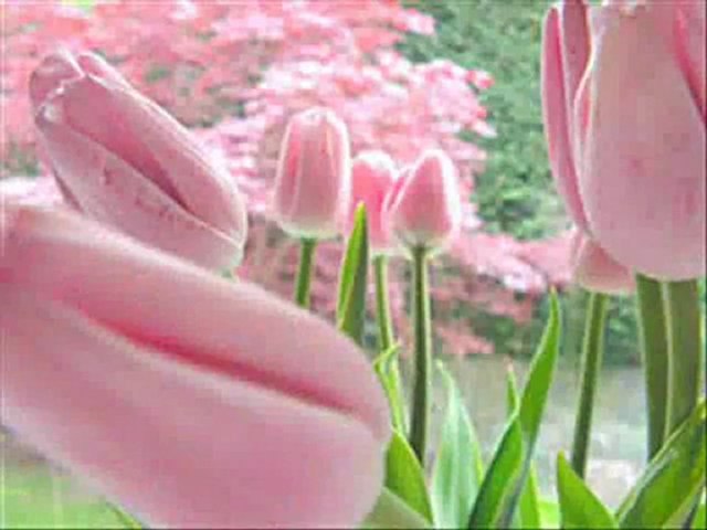 kun-feyekun videoları - Dailymotion