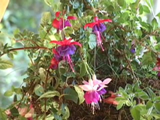 Costa Rica Hummingbirds