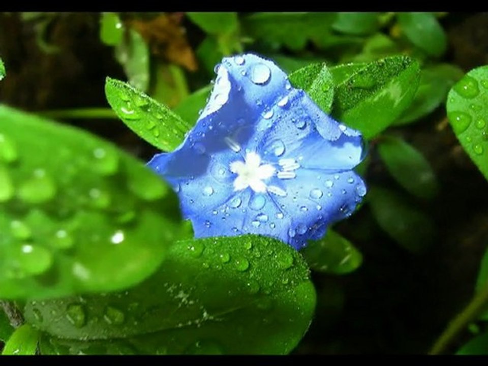 vive le printemps