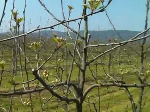 BA29 Bodur Deveci Bahçesi