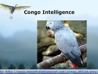 Congo African Greys - 3 Points of Interest