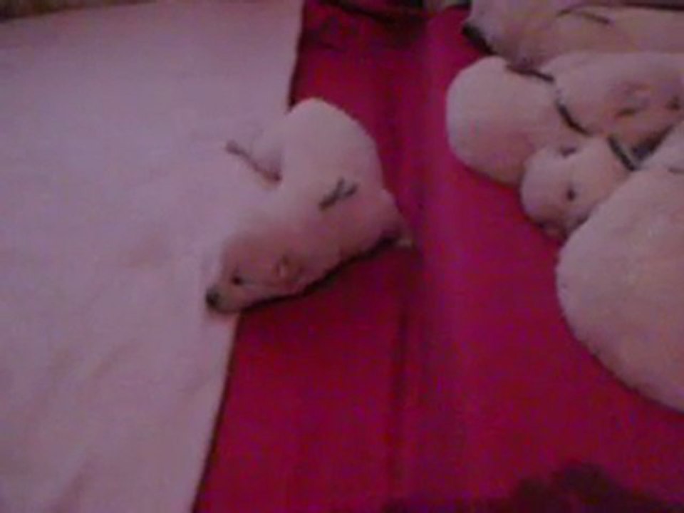 les bebes de hourria a 14 jours