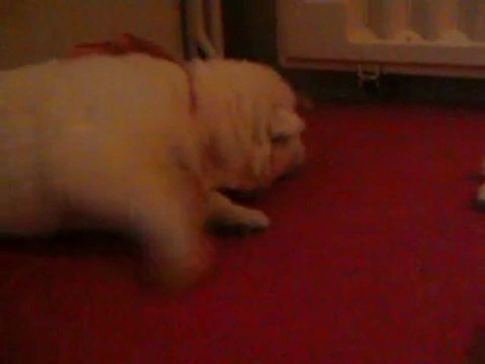 suite des bebes de hourria