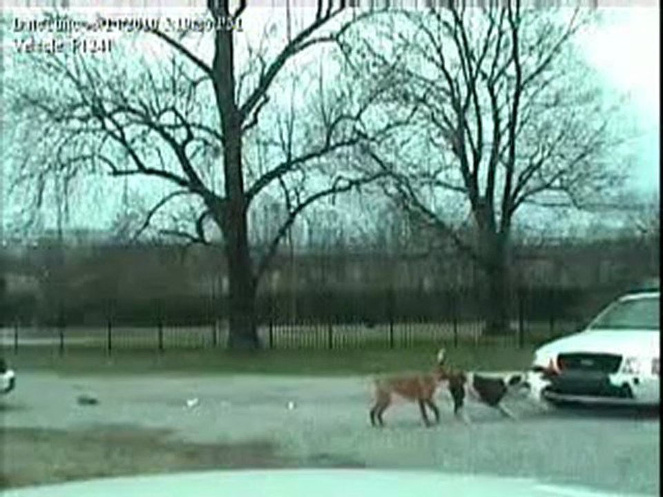 Un chien casse le pare-choc d'une voiture de police