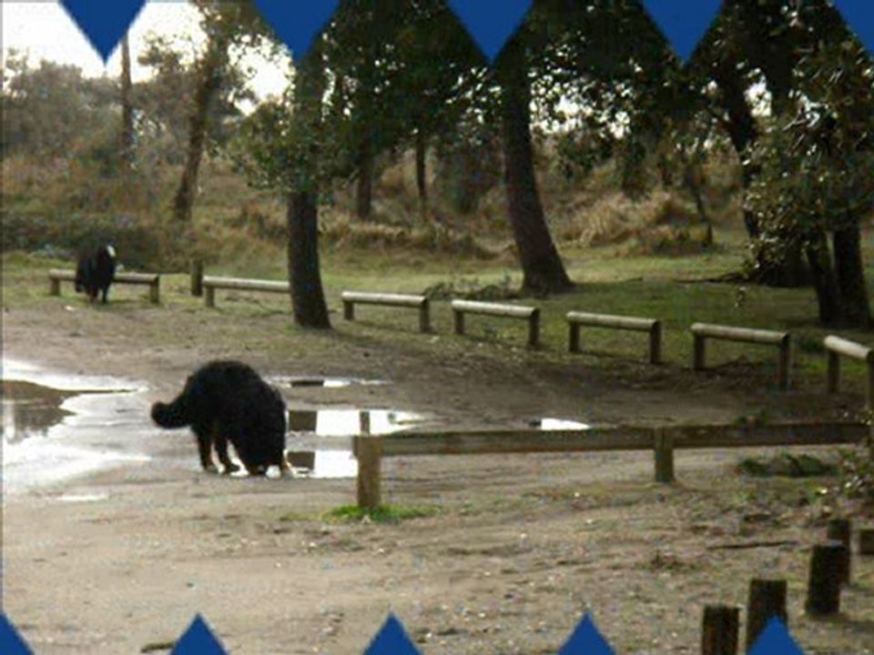 La bande à CYRIUS le 27.03.2010 à la mer