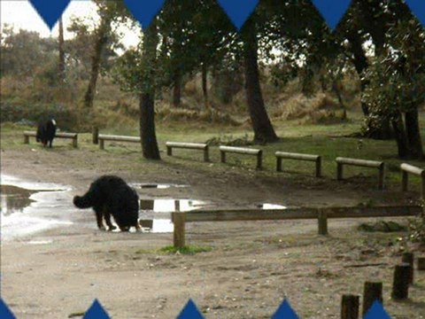 La bande à CYRIUS le 27.03.2010 à la mer