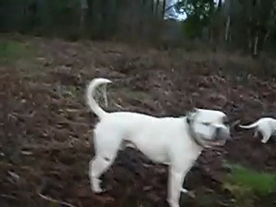 6 americain bulldogs vs 1 staff. trash