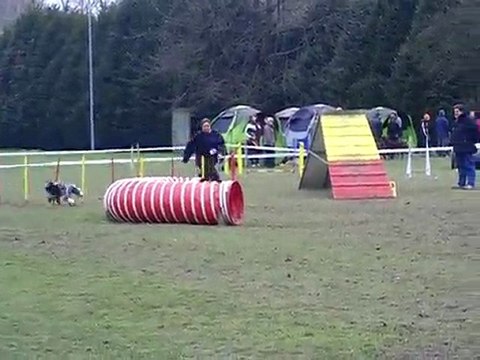 Concours agility Ac Boxer GPF Dixie