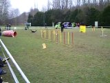 Concours agility AC Boxer Jumping Dixie