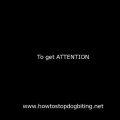 How To Stop Dog Biting