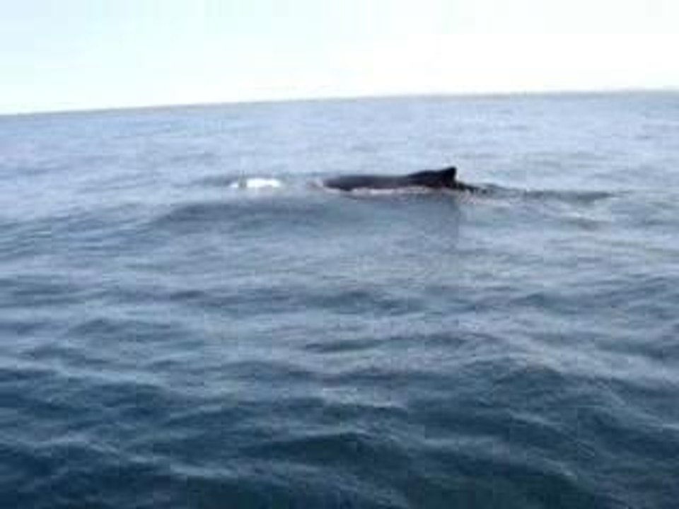 Whales